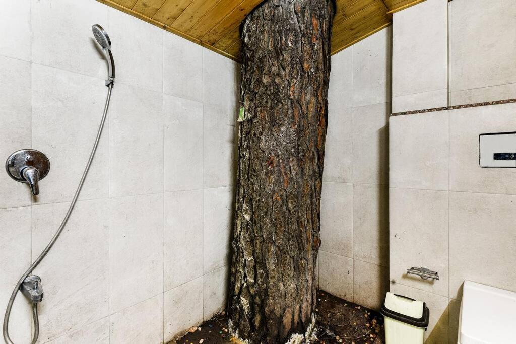 Kasauli Cascade A Cheerfull 4 Bedroom Challet Ngoại thất bức ảnh